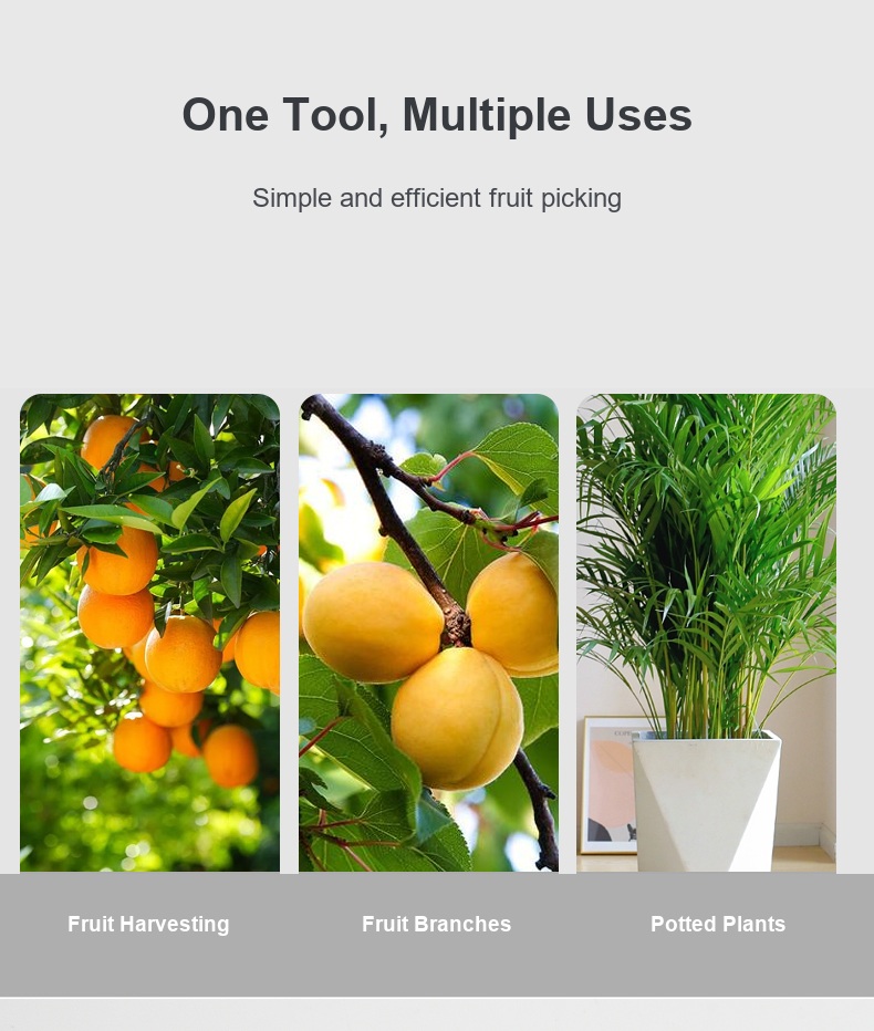English fruit-picking scissors detail 9